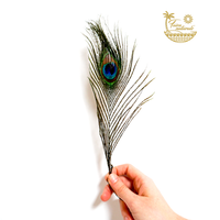 Peacock Feathers for Smudging