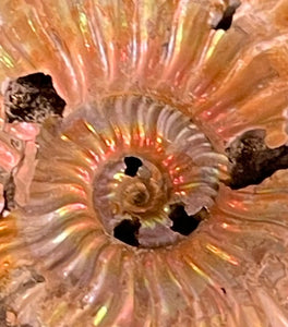 Pyrited Ammonite
