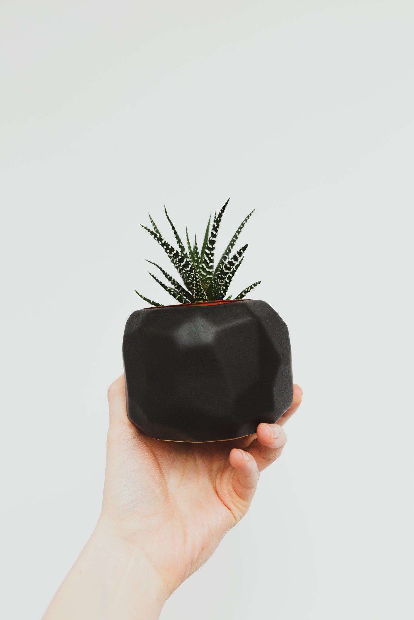 https://trolleysquaremarket.com/cdn/shop/files/a-hand-holding-a-small-succulent_2048x2048.jpg?v=1643416172