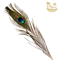 Peacock Feathers for Smudging