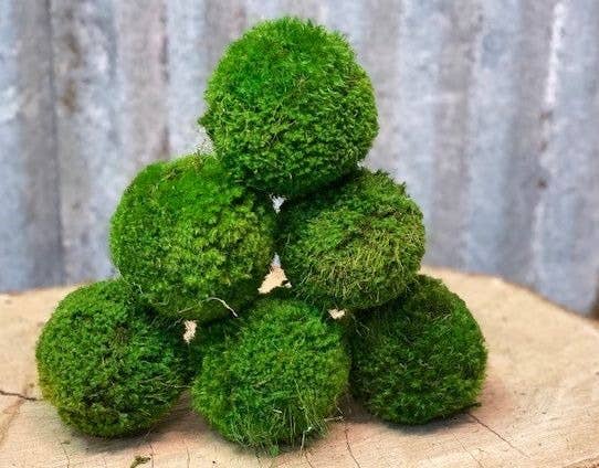 4'' Small Moss Ball