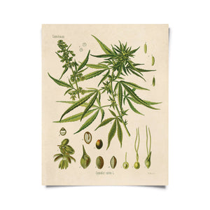 Vintage Botanical Cannabis Marijuana Print