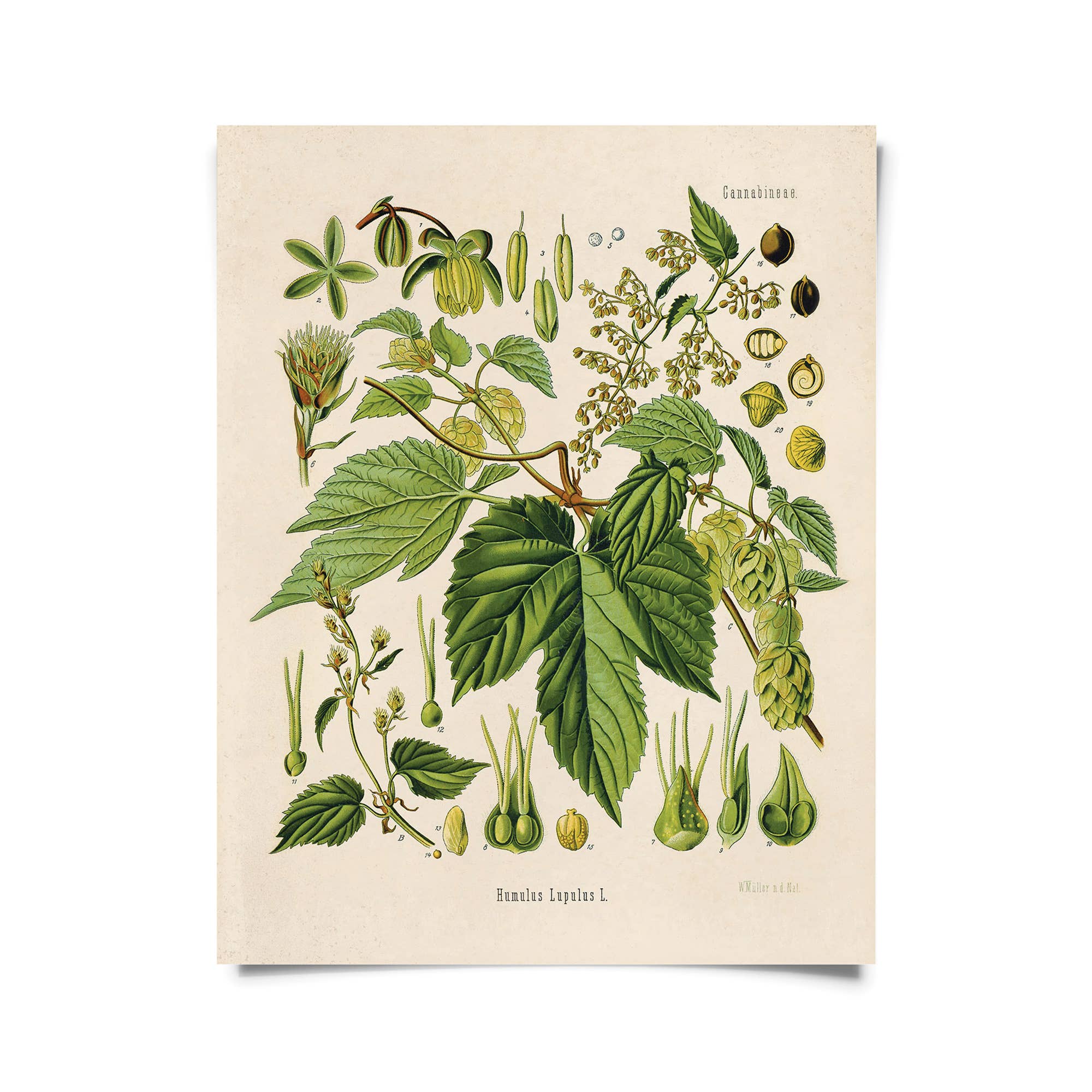 Vintage Botanical Beer Hop Flower Print