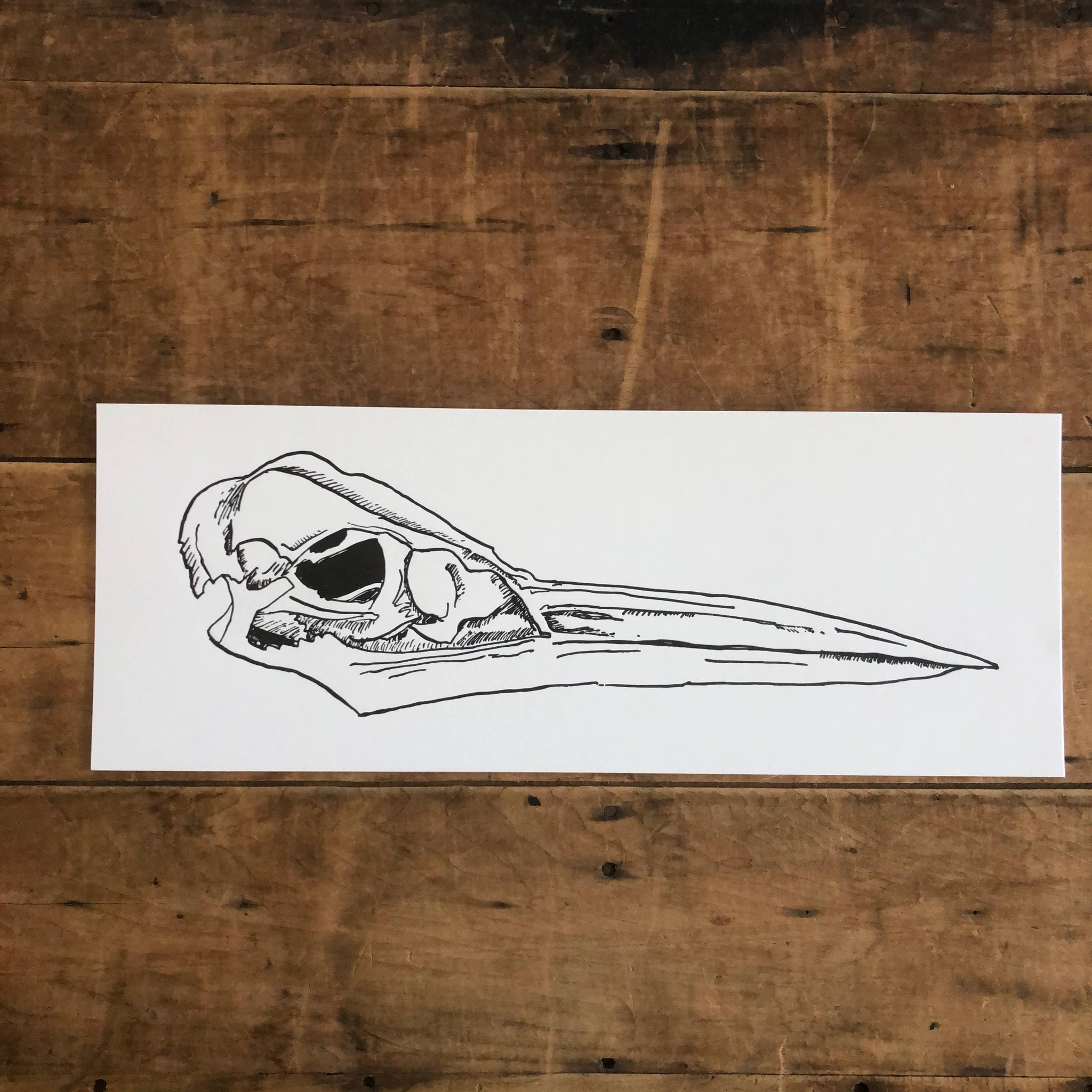 5.5" x 14" Heron Skull Print