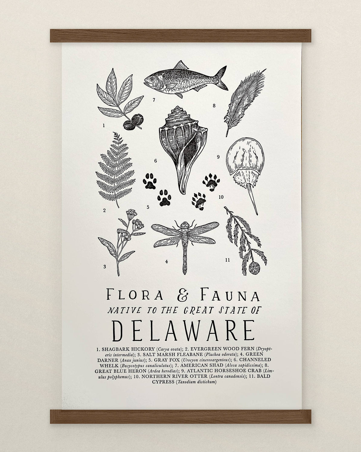 Delaware Field Guide