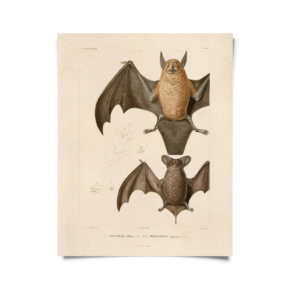 Vintage Mexican Freetail Bat Print w/ optional frame